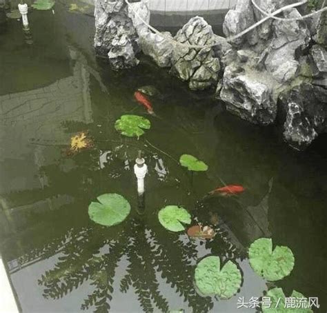 房子後面有魚池好嗎|【房子後面有水池好嗎】住家後方有水池：吉凶禍福怎麼看？